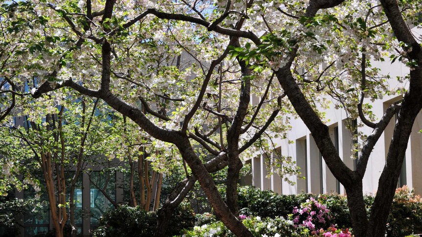 The Senate Courtyard in full spring bloom.