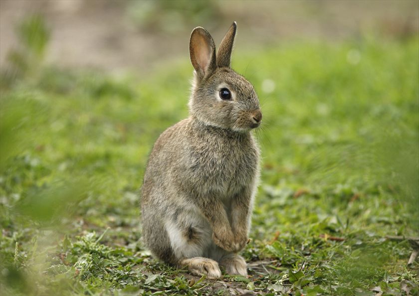 A rabbit in a paddock.