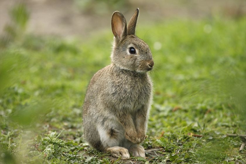 A rabbit in a paddock.