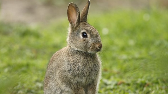 A rabbit