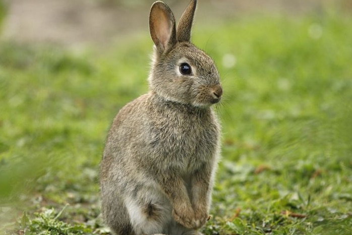 A rabbit