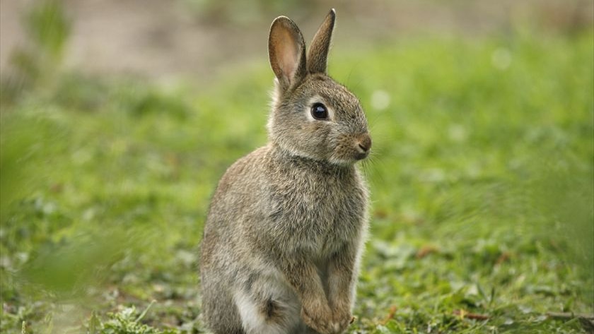 A rabbit standing in a paddock.