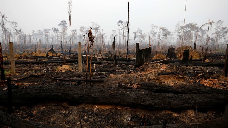 A tract of Amazon jungle after a fire has burned through it.
