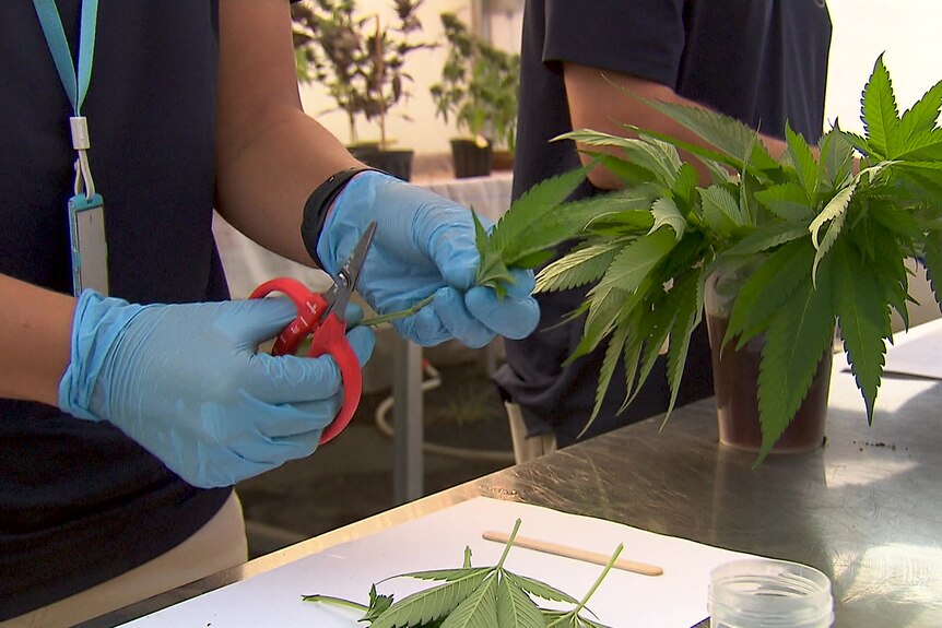 A person with blue gloves cuts a leaf off the cannabis plant.