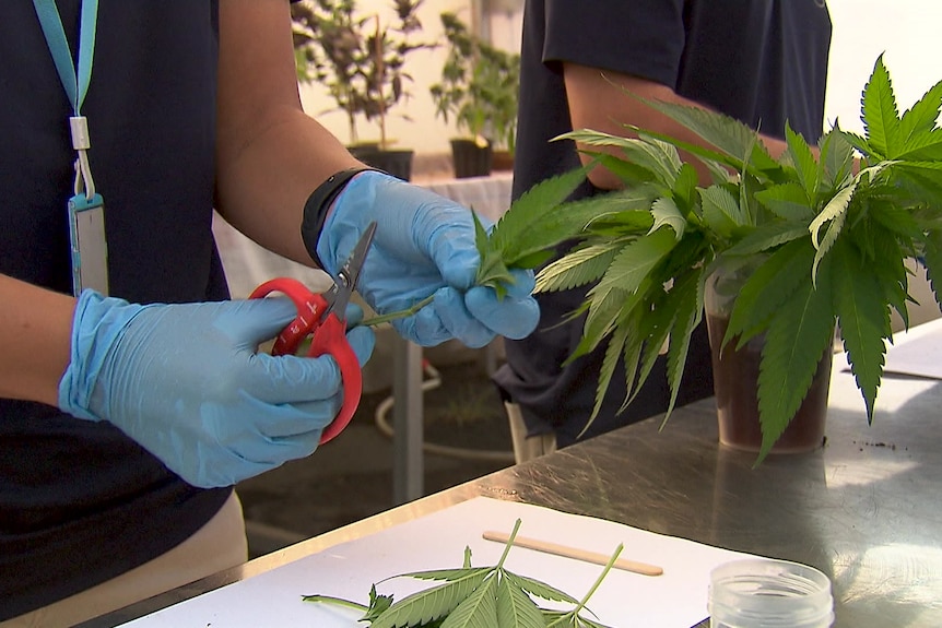 A person with blue gloves cuts a leaf off the cannabis plant.