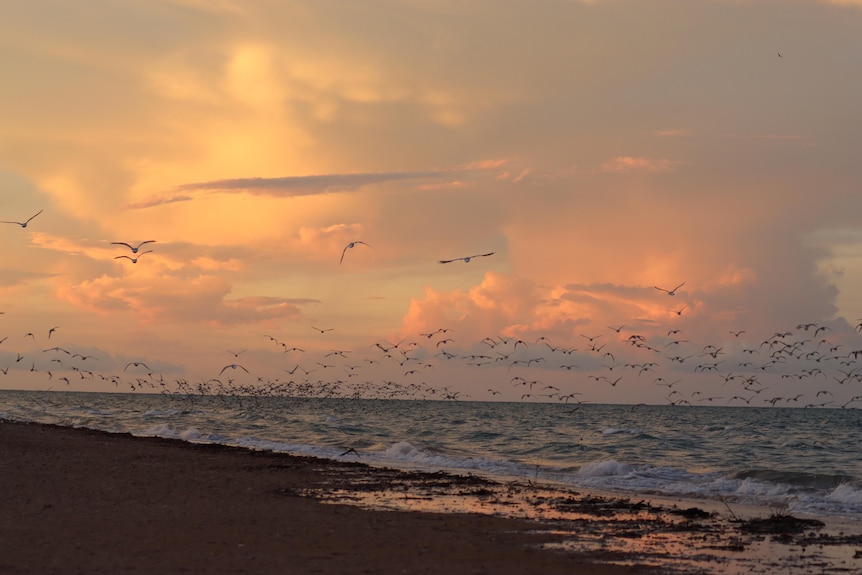 Shorebirds in front of a sunset take flight. There is a large flock.