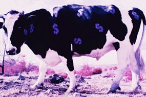 Cattle industry (Thinkstock: Photos.com)