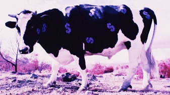 Cattle industry (Thinkstock: Photos.com)