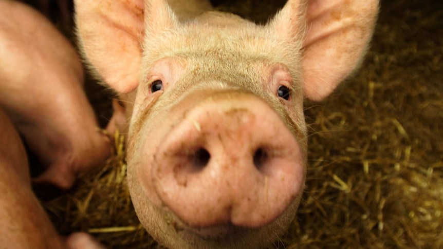 A pig on a Cambridgeshire farm looks up from its pen.