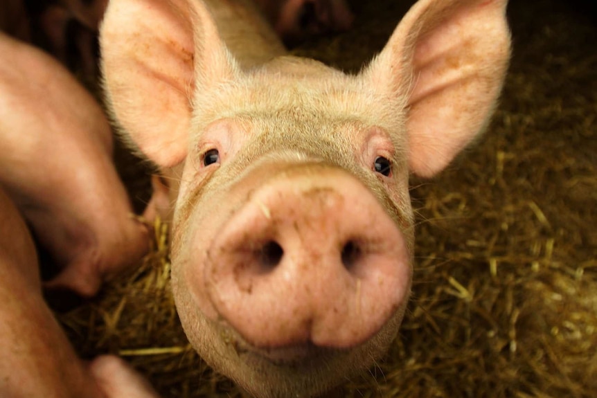 A pig on a Cambridgeshire farm looks up from its pen.