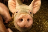 A pig on a Cambridgeshire farm looks up from its pen.