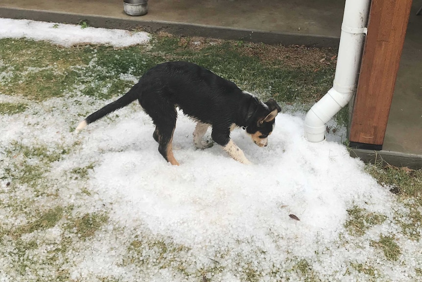 A dog plays in lots of ice on the ground