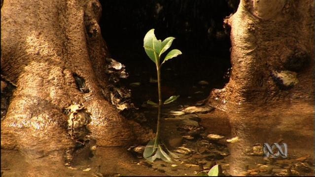 Small tree shoot sits above water in mangrove