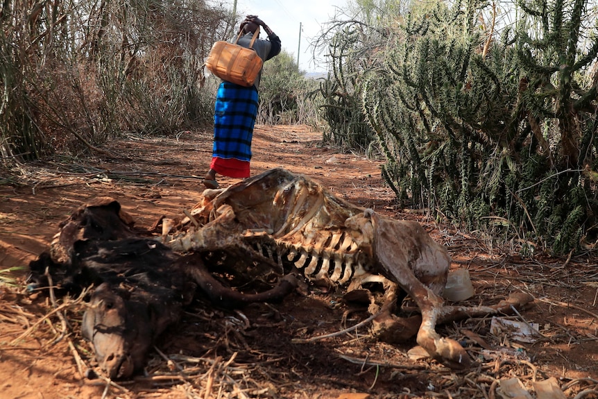 A woman carries a jerrycan of water as she walks past a cow carcass.