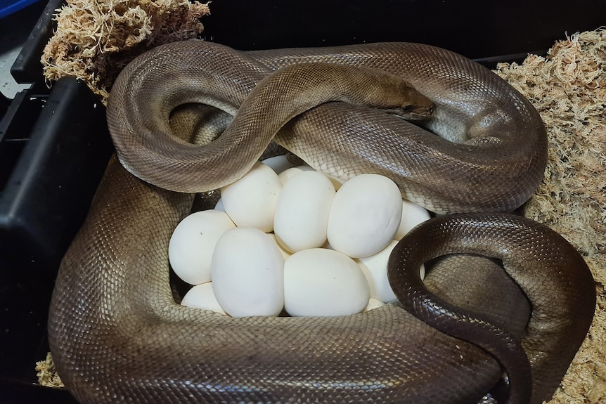 brown snake with eggs