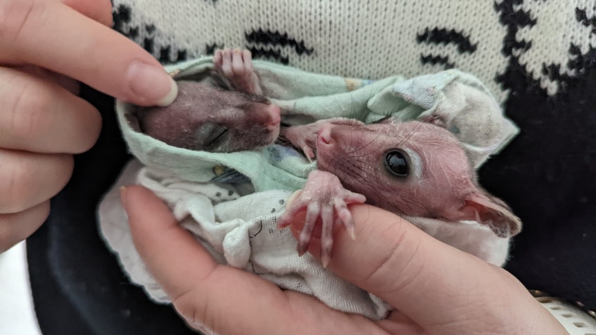 The tiny joeys are hairless and are in a blanket in Corin's hands.