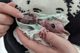 The tiny joeys are hairless and are in a blanket in Corin's hands.