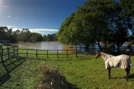 A horse stands nearby the logan river at chambers flat