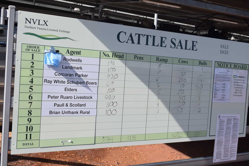 Display of cattle numbers at the Wodonga saleyards. 1245 cattle were yarded.