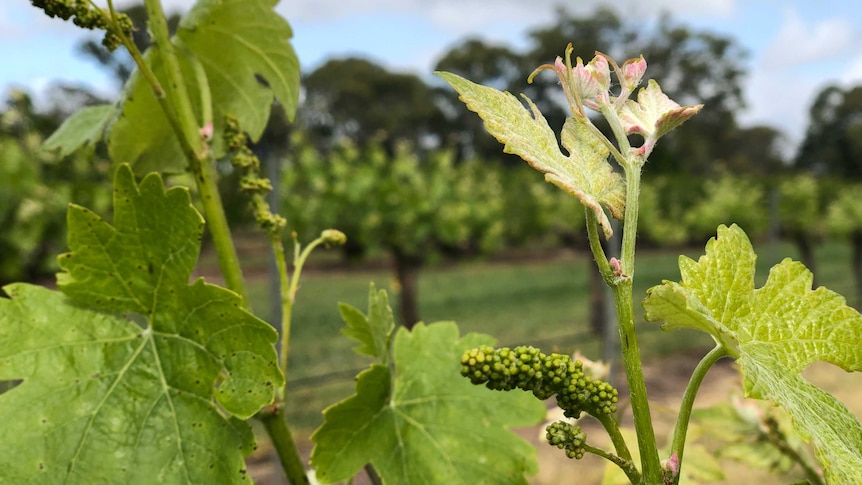 Baby grapes on the vine