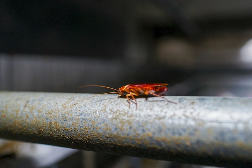 A cockroach running across a pipe