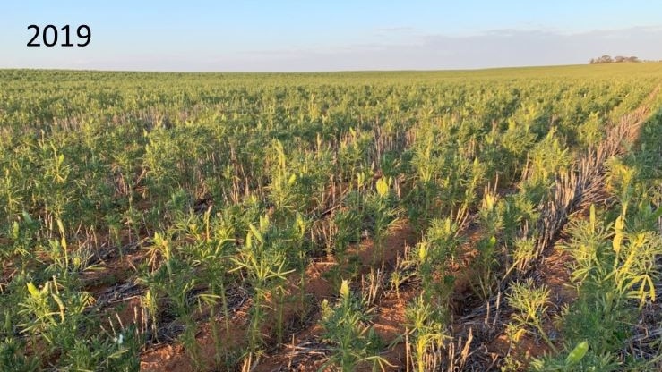 Crops thriving during the recent growing season, despite the drought, on Mr Gladigau's farm in Loxton, SA.