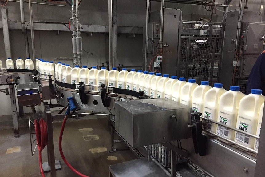 Milk bottles on a processing line in a factory.