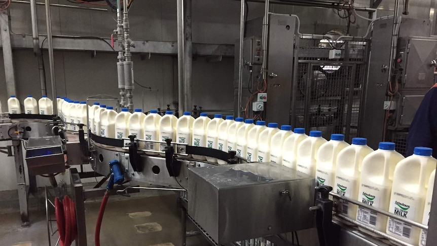 Milk bottles on production line in dairy factory.