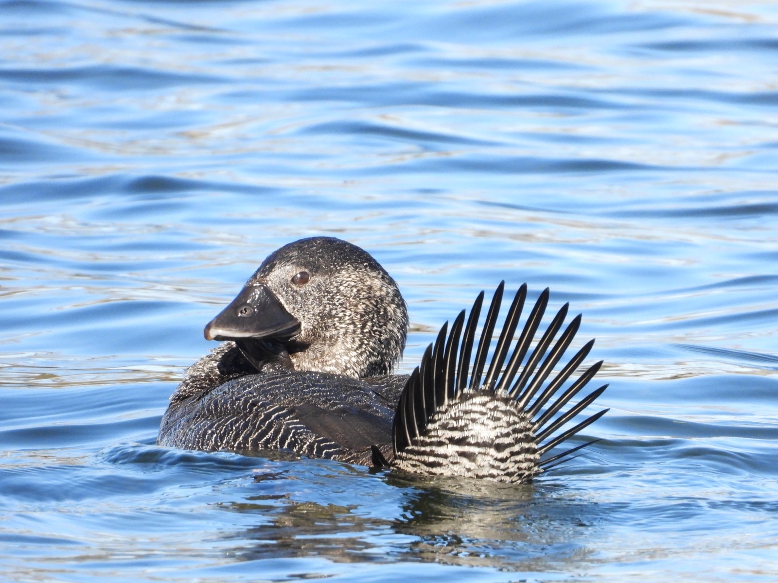 A grey duck with a leathery pouch under its beak on water.