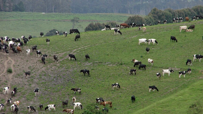 Dairying is becoming more intensive in Tasmania