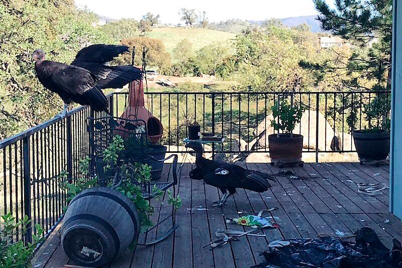 Three giant vultures sit around a porch at has knocked over plants and droppings everywhere.