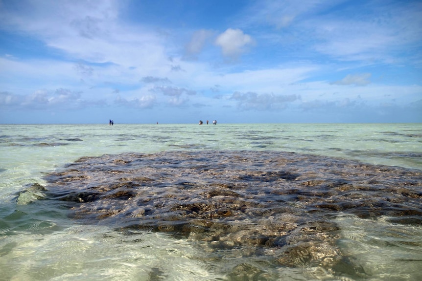 Coral at very low tide 