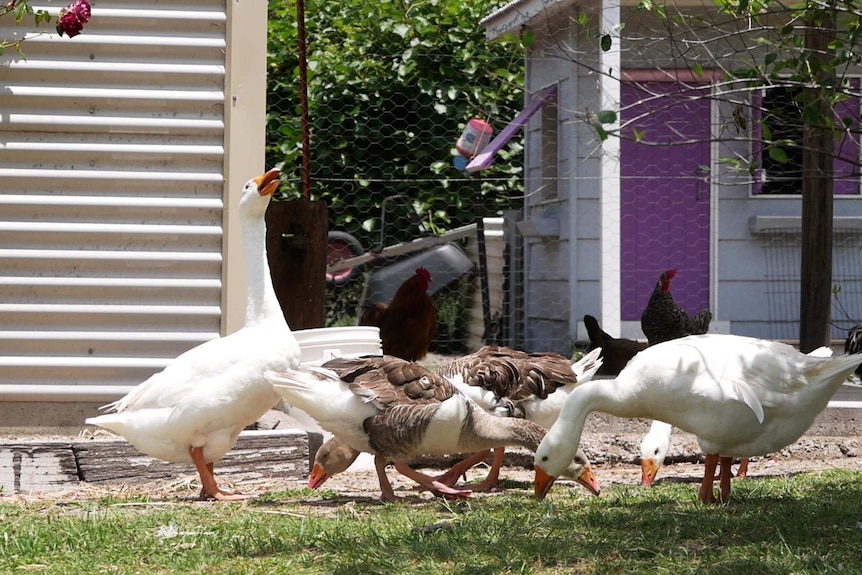 Geese stand in front of a chicken enclosure