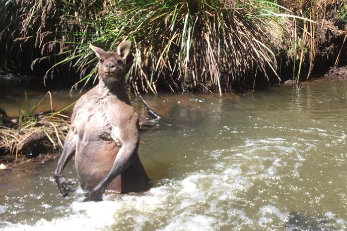 Large western grey kangaroo stands defensively in waste deep water in a creek.