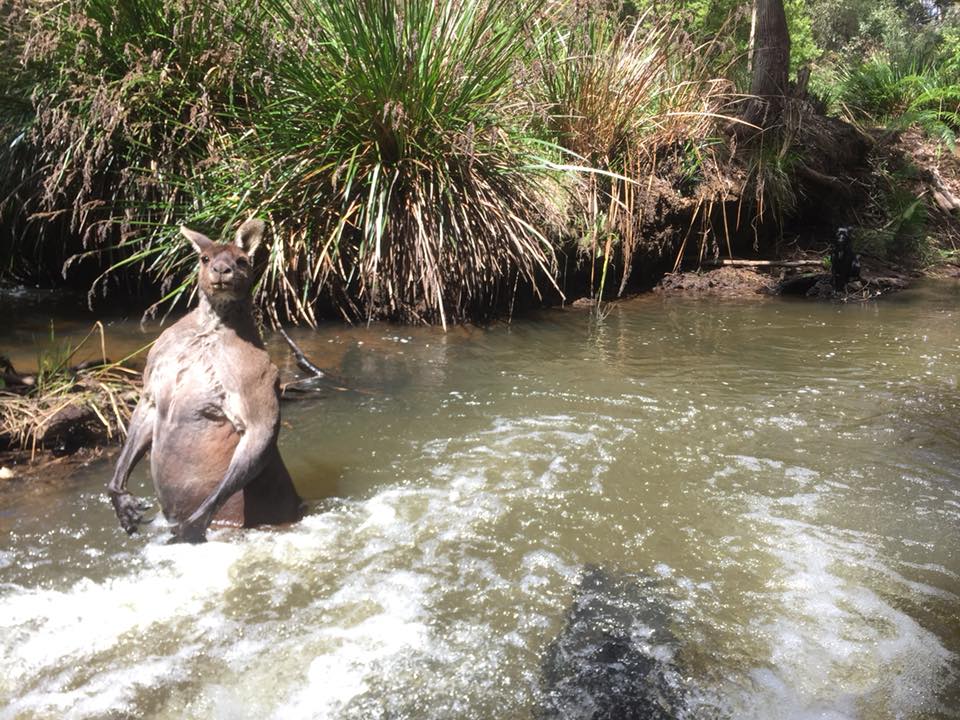 A muscular kangaroo standing in water.