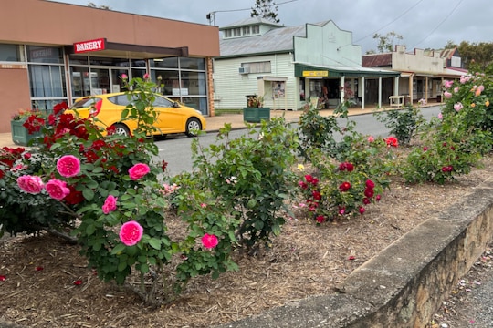 Photo of rose garden in the middle of a town's main strip.