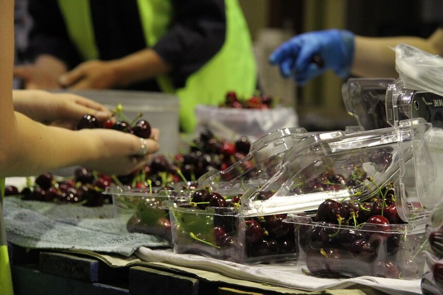 Workers in a factory packing cherries in plastic boxes.