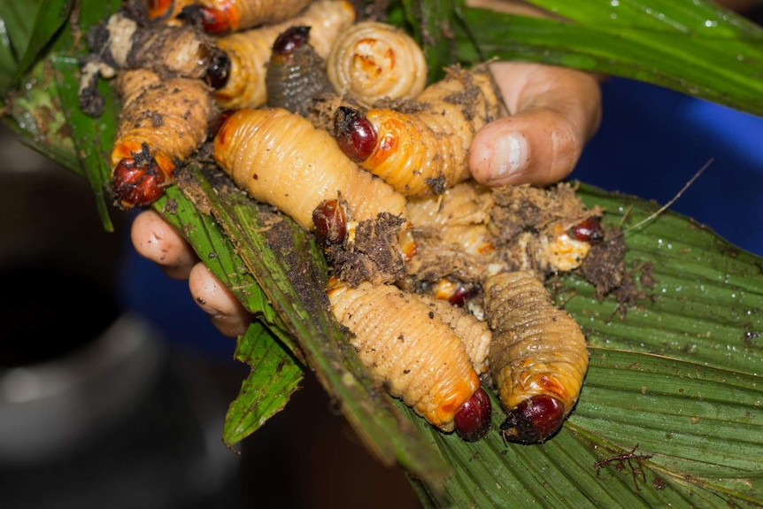 Cooked palm grubs sit on top of a palm leaf held in the hand of one of the villagers.
