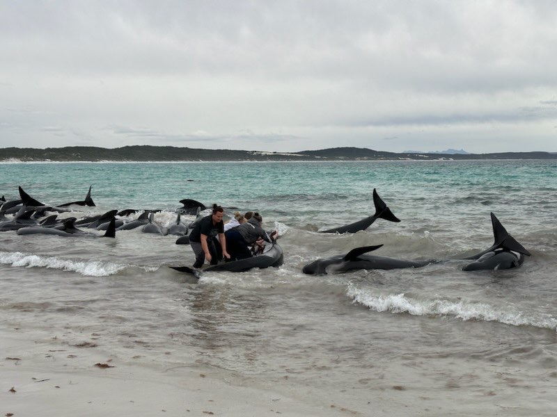 cheynes beach stranding