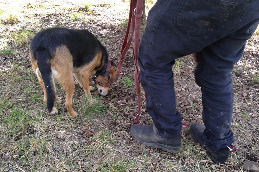 Cooper, a kelpie beagle cross, has his nose to the ground sniffing out a truffle.