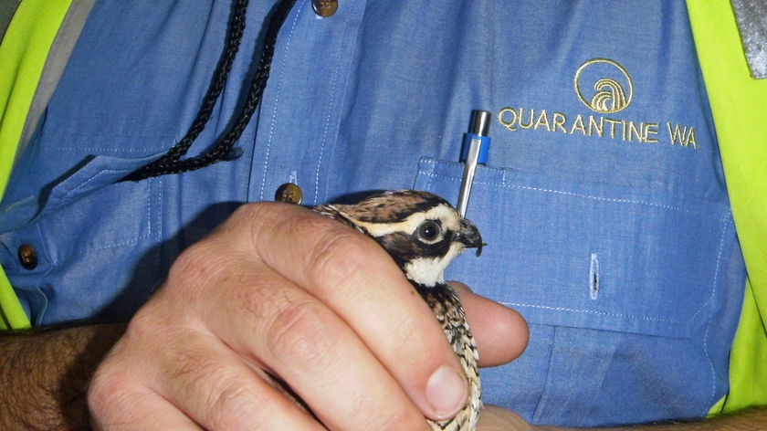 Quarantine officers confiscated seven bobwhite quail at the domestic terminal at Perth airport