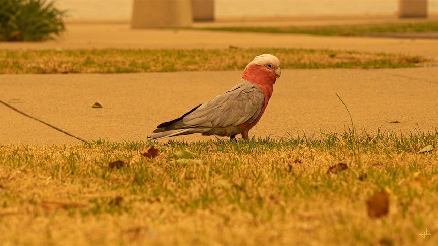 Galah on the pavement near the Peace Park in Canberra