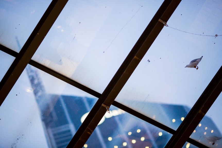 Two seagulls sit on a glass roof