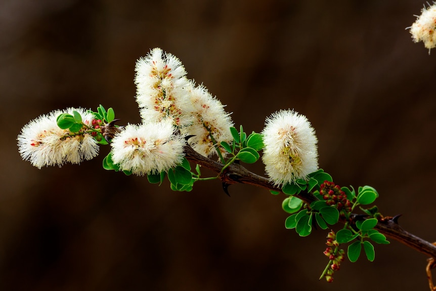 White fluffy flowers on a branch