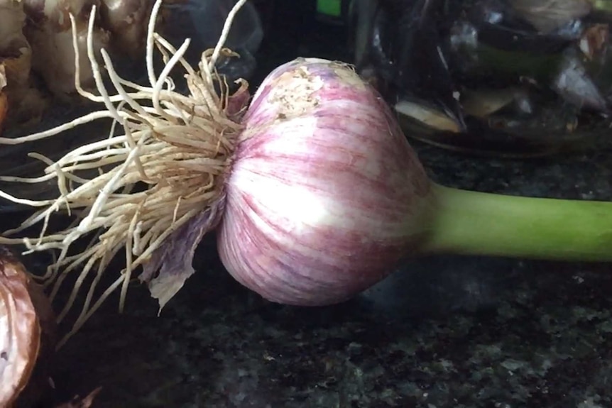 A garlic bulb with the roots and the stem in close-up