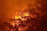 Fires rage through the trees at Halls Gap in Victoria
