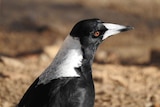 Headshot of a magpie on the ground.