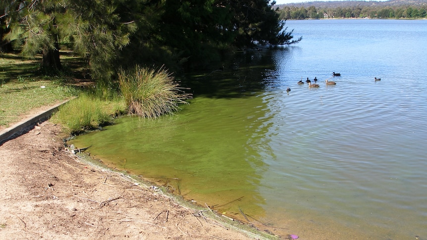 Lake Tuggeranong is often closed to water users because of blue-green algae blooms.