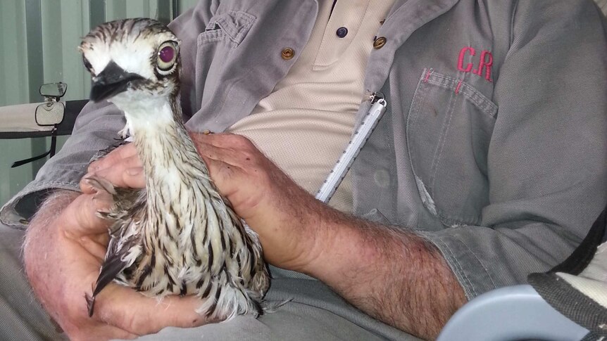 Licensed breeder Neville Lubke and a bush stone-curlew at Mulligans Flat Woodland Sanctuary.