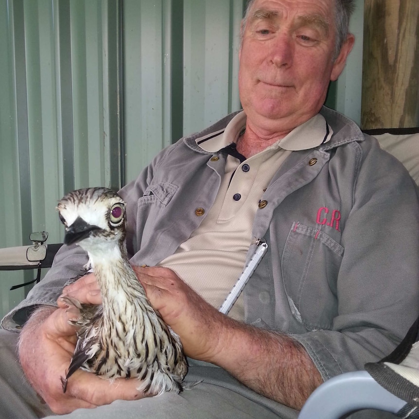 Licensed breeder Neville Lubke and a bush stone-curlew at Mulligans Flat Woodland Sanctuary.